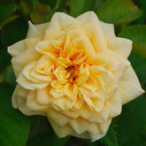 King's Cross Rose